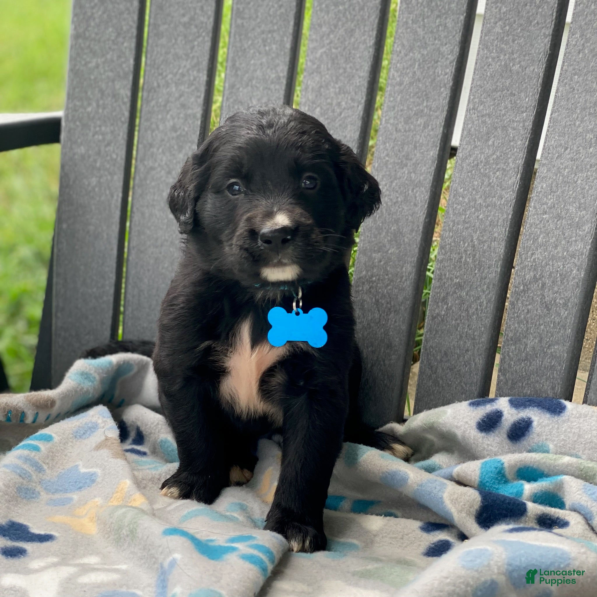 Mixed Breed dogs Clover - Ad 1