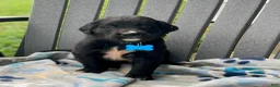Mixed Breed dogs for sale: Clover - Ad 1