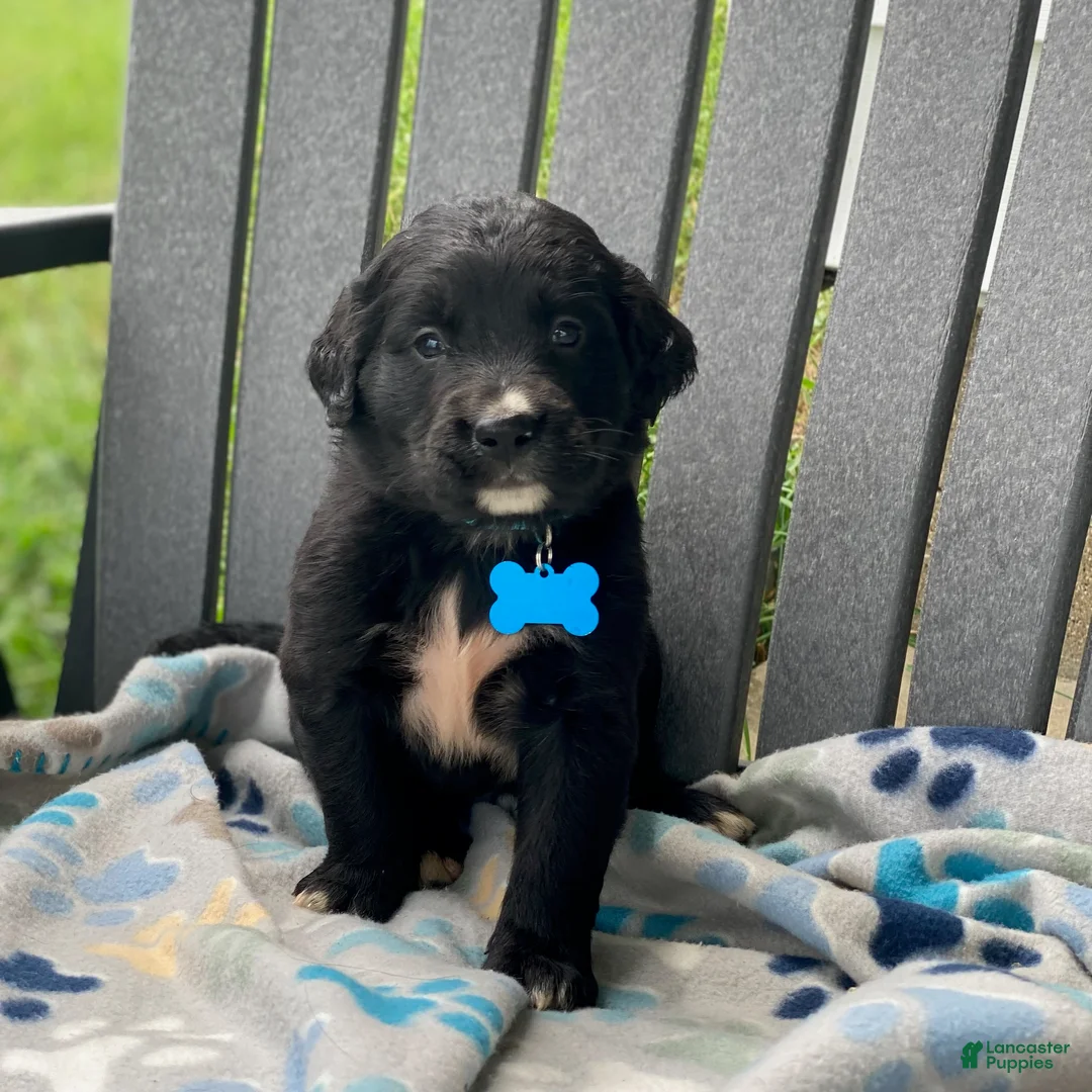 Mixed Breed dogs for sale: Clover - Ad 1