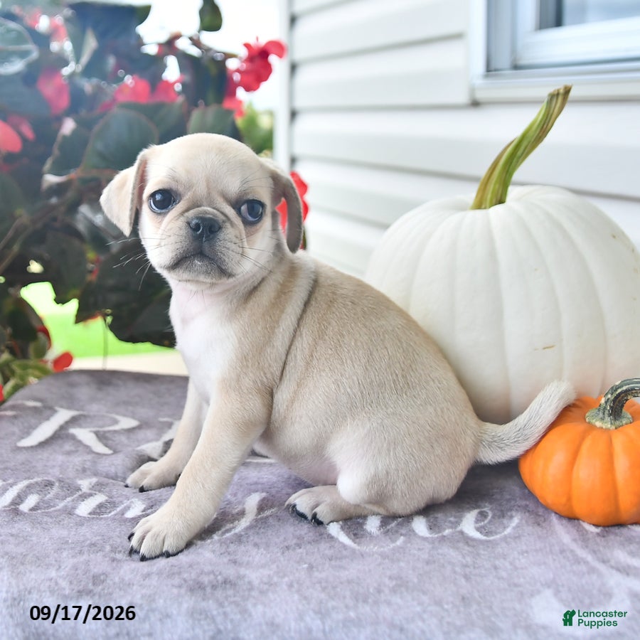 Puggle dogs for sale: Gala - Ad 3