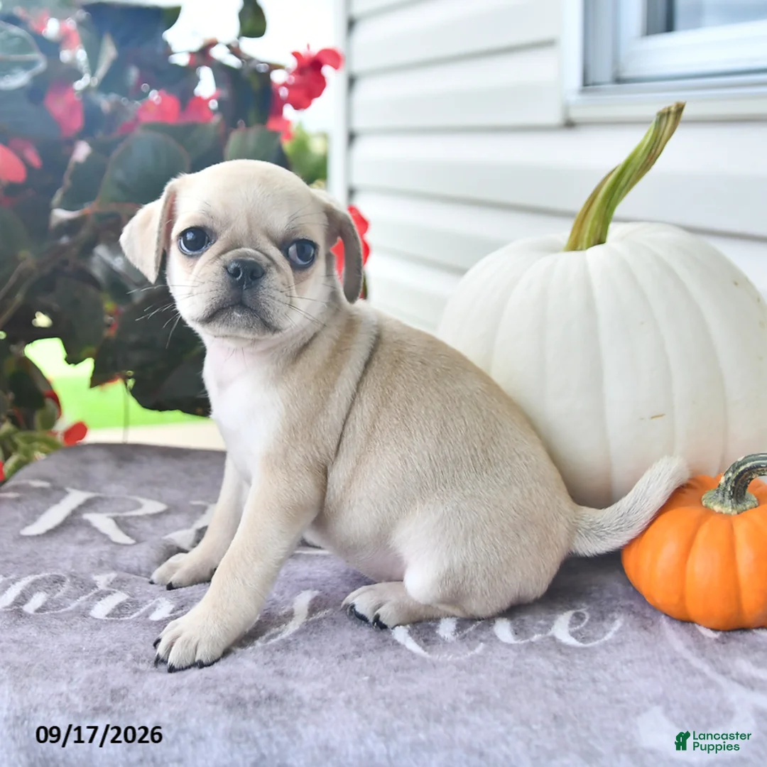 Puggle dogs for sale: Gala - Ad 1