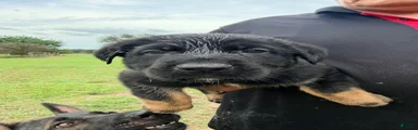 German Shepherd 1