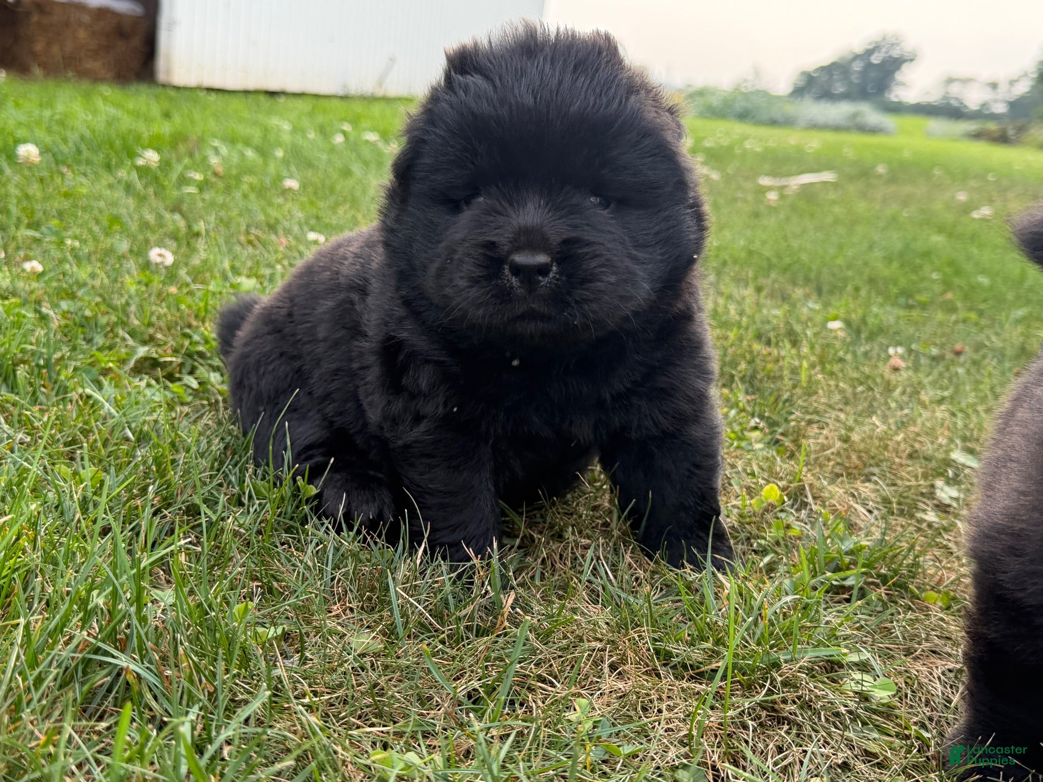 Chow Chow dogs Isaac - Ad 3