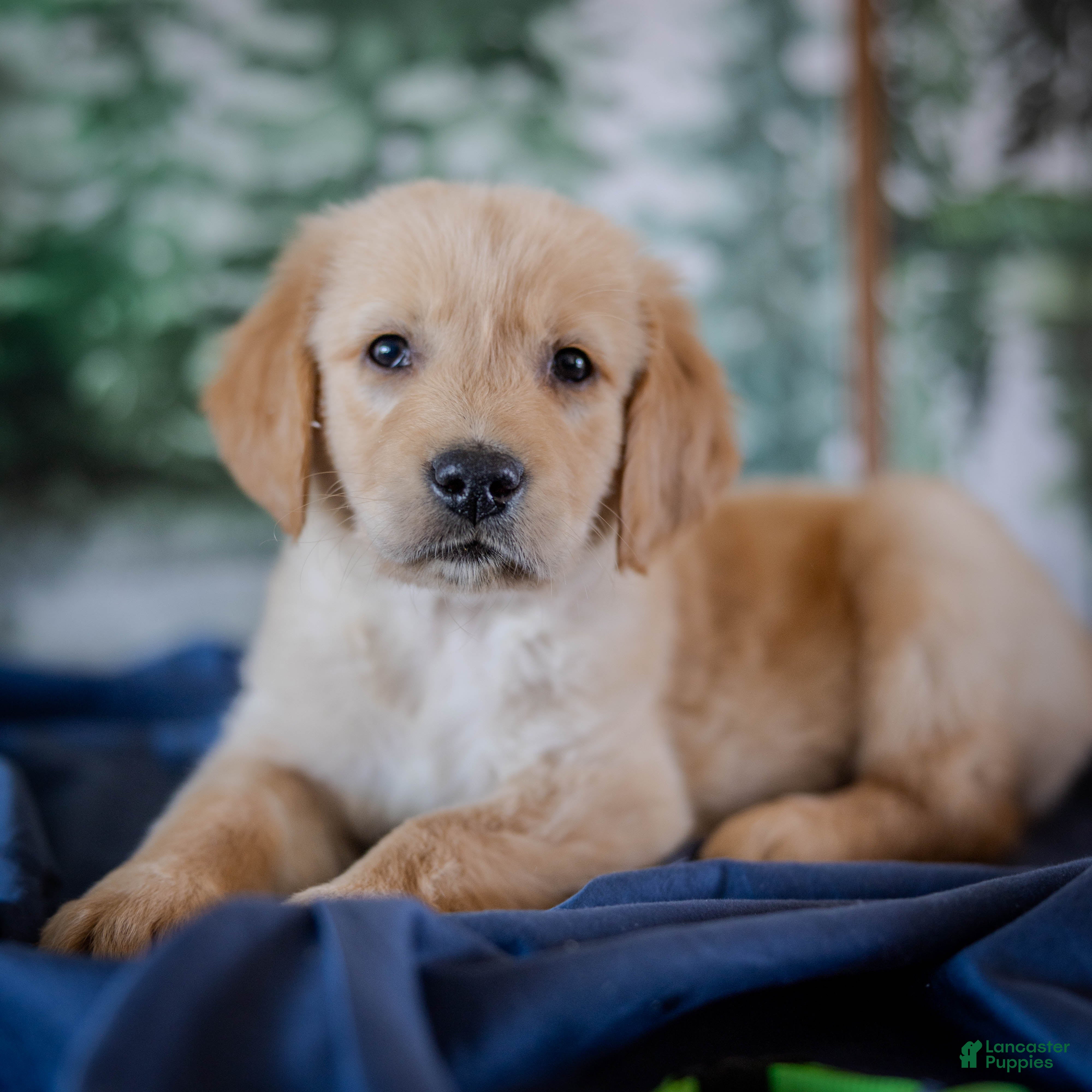 Golden Retriever dogs Green - Ad 3