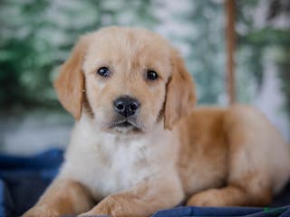 Golden Retriever dogs Green - Ad 36