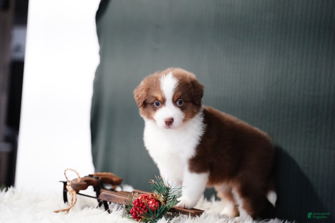 Miniature Australian Shepherd dogs for sale: Barney - Ad 6