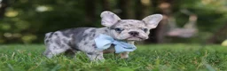 French Bulldog dogs for sale: Brodie - Ad 6
