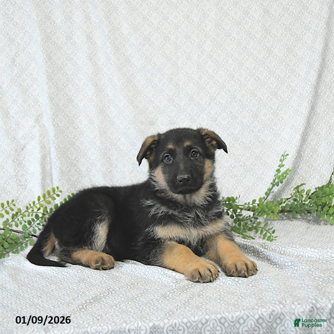 German Shepherd dogs for sale: Rita - Ad 1