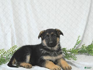 German Shepherd dogs Rita - Ad 26