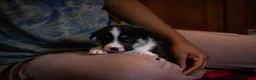 Welsh Corgi Pembroke dogs for sale: Violet - Ad 2