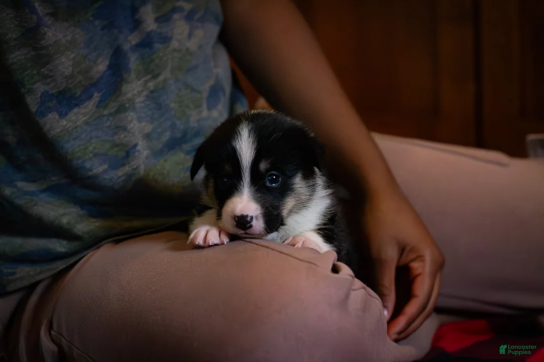 Welsh Corgi Pembroke dogs for sale: Violet - Ad 2