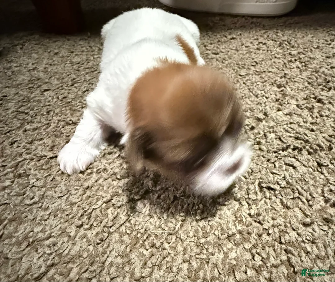 Shih Tzu dogs for sale: Bella - Ad 3