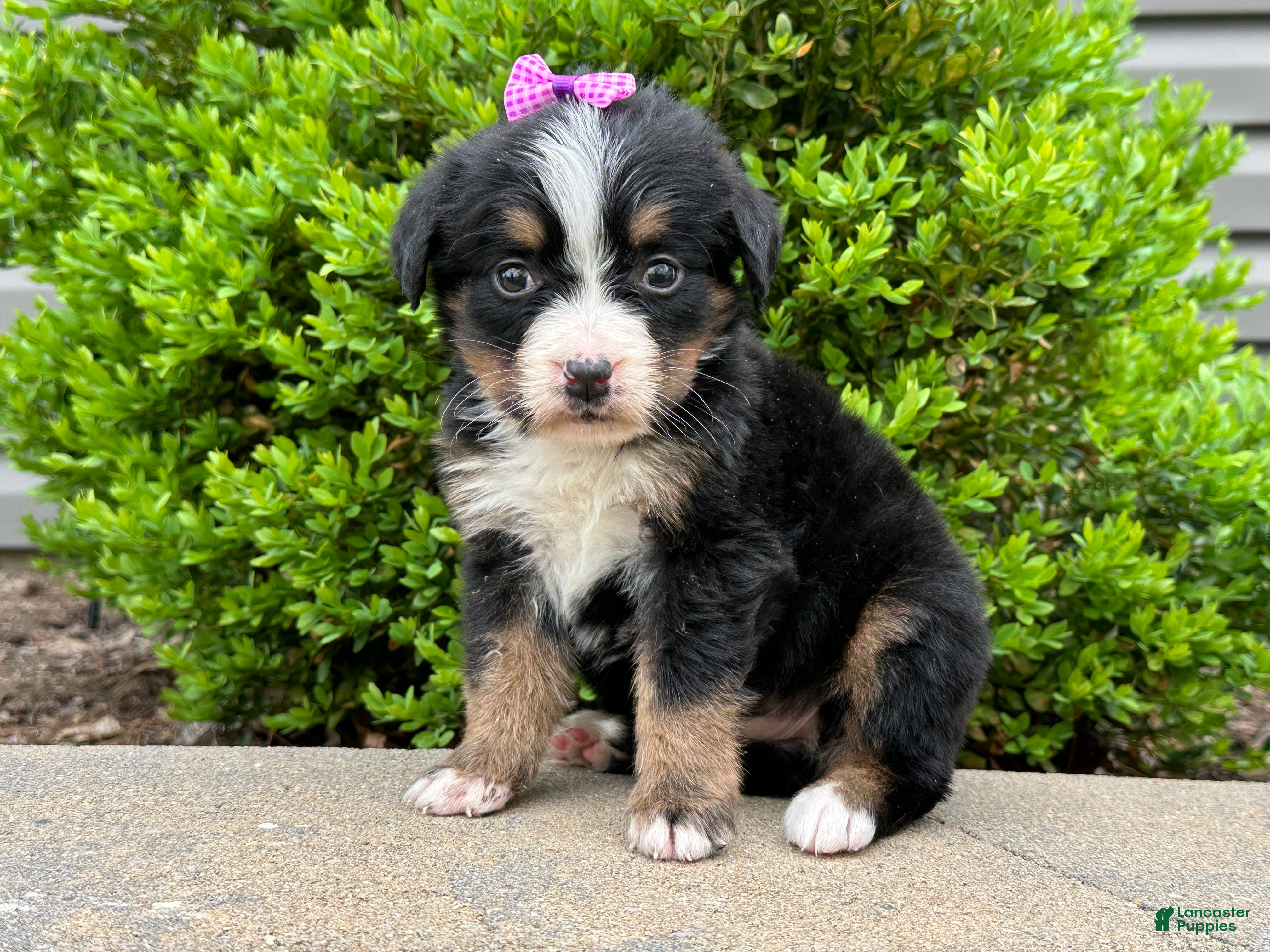 Bernese Mountain Dog dogs Willow - Ad 2