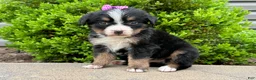 Bernese Mountain Dog dogs for sale: Willow - Ad 2