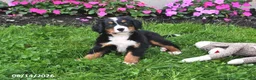 Bernese Mountain Dog dogs for sale: Riley - Ad 3
