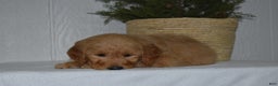 Goldendoodle dogs for sale: Zoey  - Ad 4