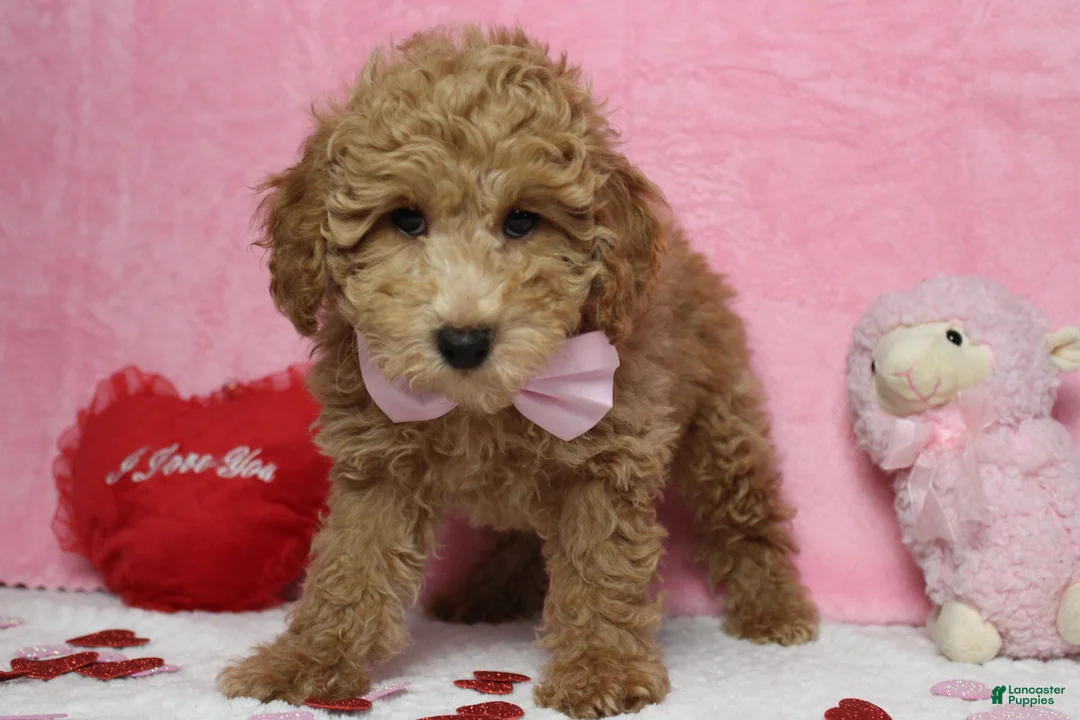 Toy Poodle dogs for sale: Garnet - Ad 2