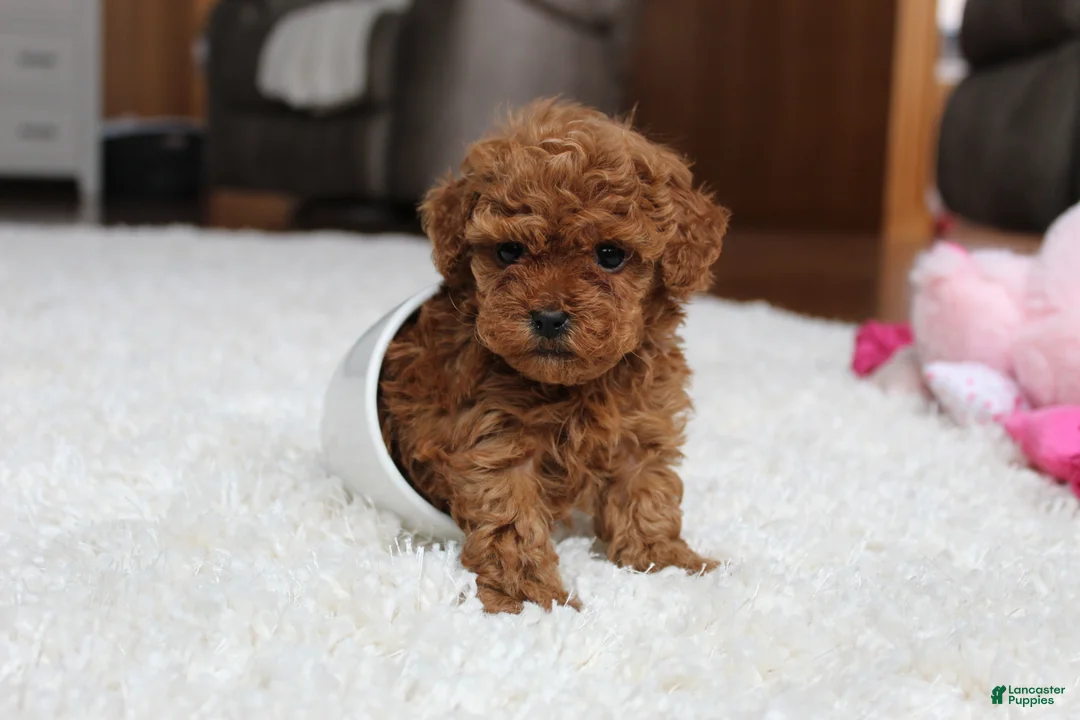 Toy Poodle dogs for sale: Teacup Aubrey - Ad 4
