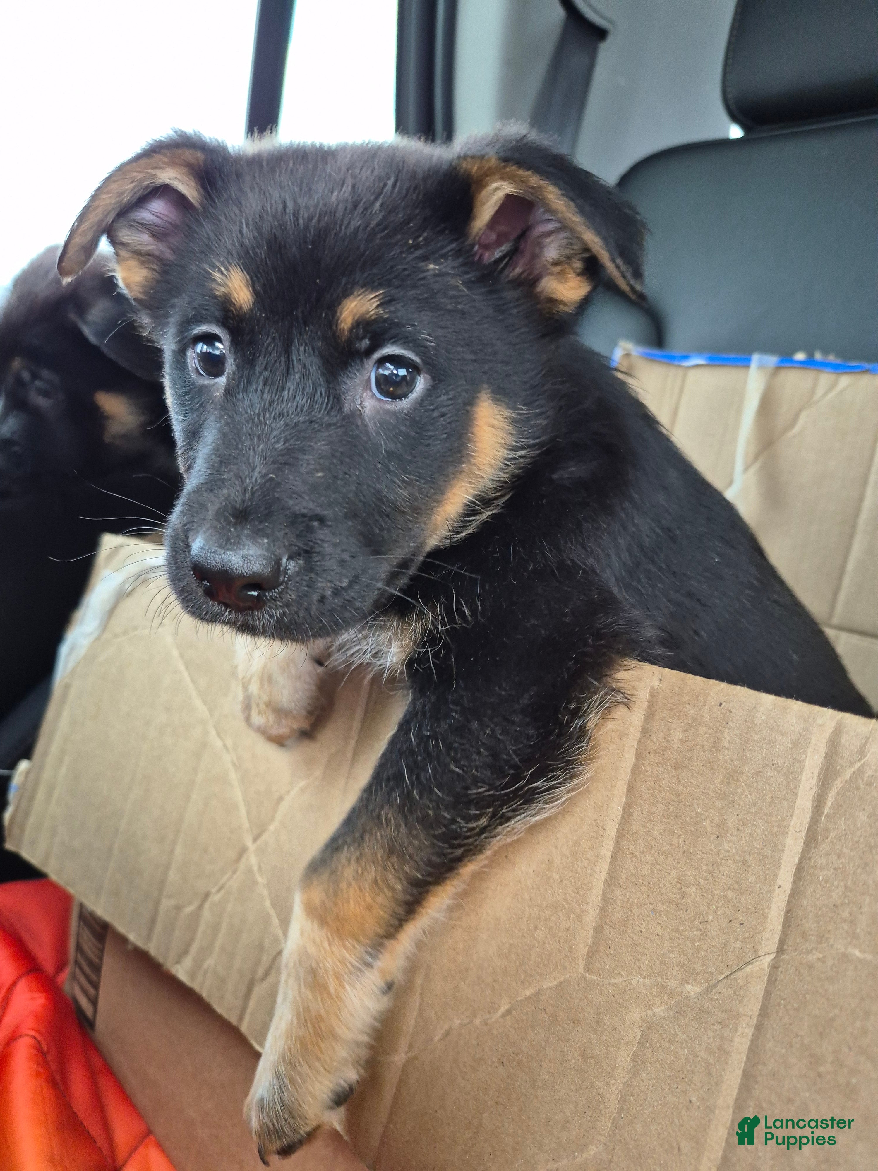 Mixed Breed dogs Mixed Breed 4 - Ad 1