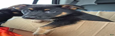 Mixed Breed 4