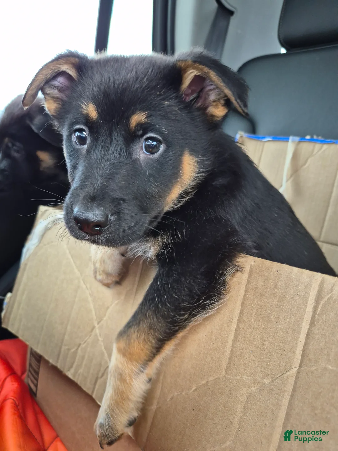 Mixed Breed dogs for sale: Mixed Breed 4 - Ad 1