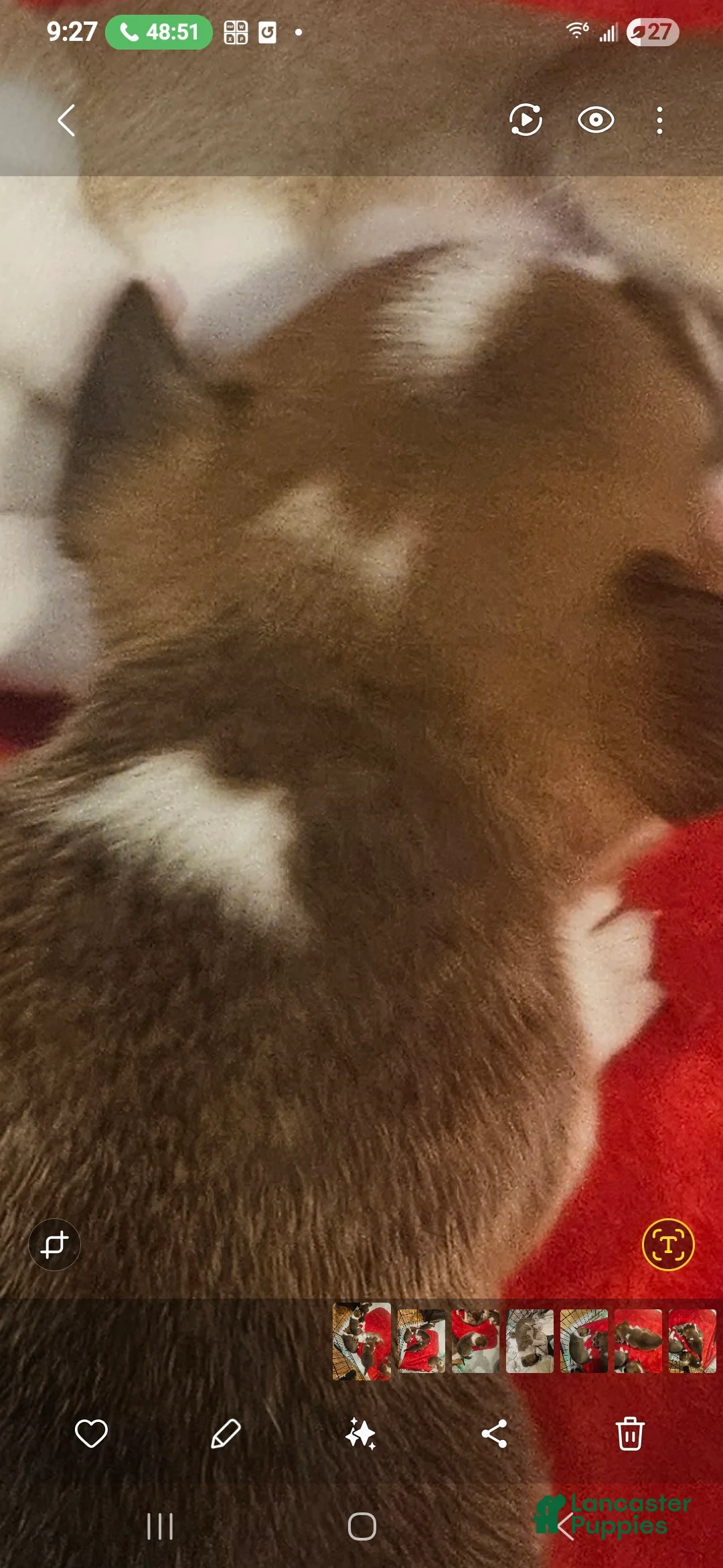 Mixed Breed dogs for sale: Xander - Ad 2