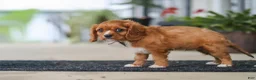 Cavalier King Charles Spaniel dogs for sale: Chase - Ad 7