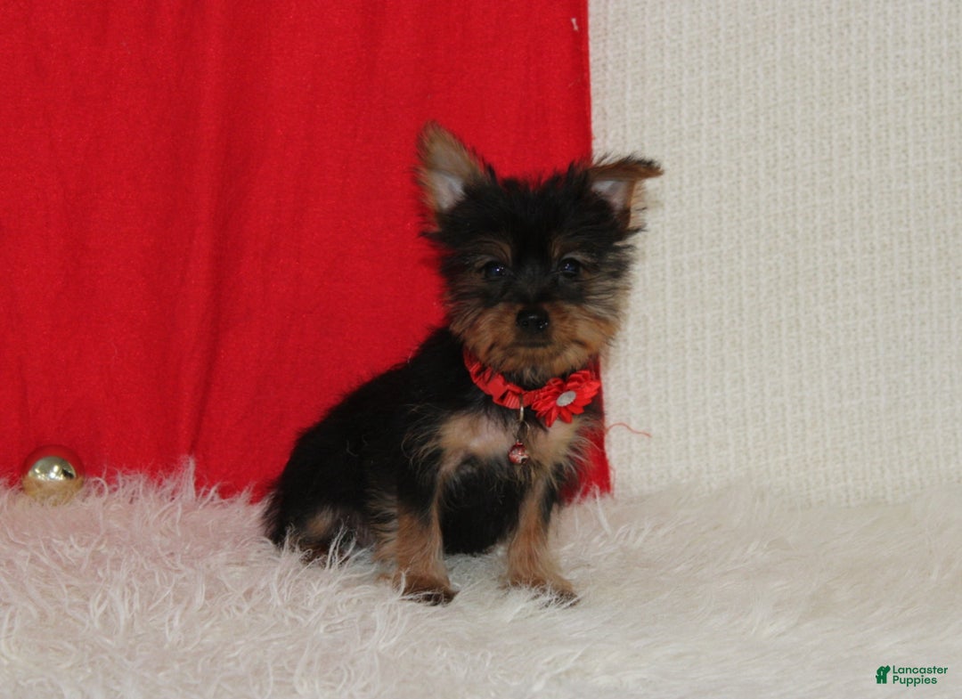 Yorkshire Terrier dogs for sale: Donnie - Ad 14