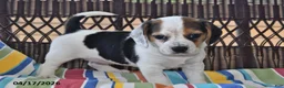 Beagle dogs for sale: Bailey - Ad 2