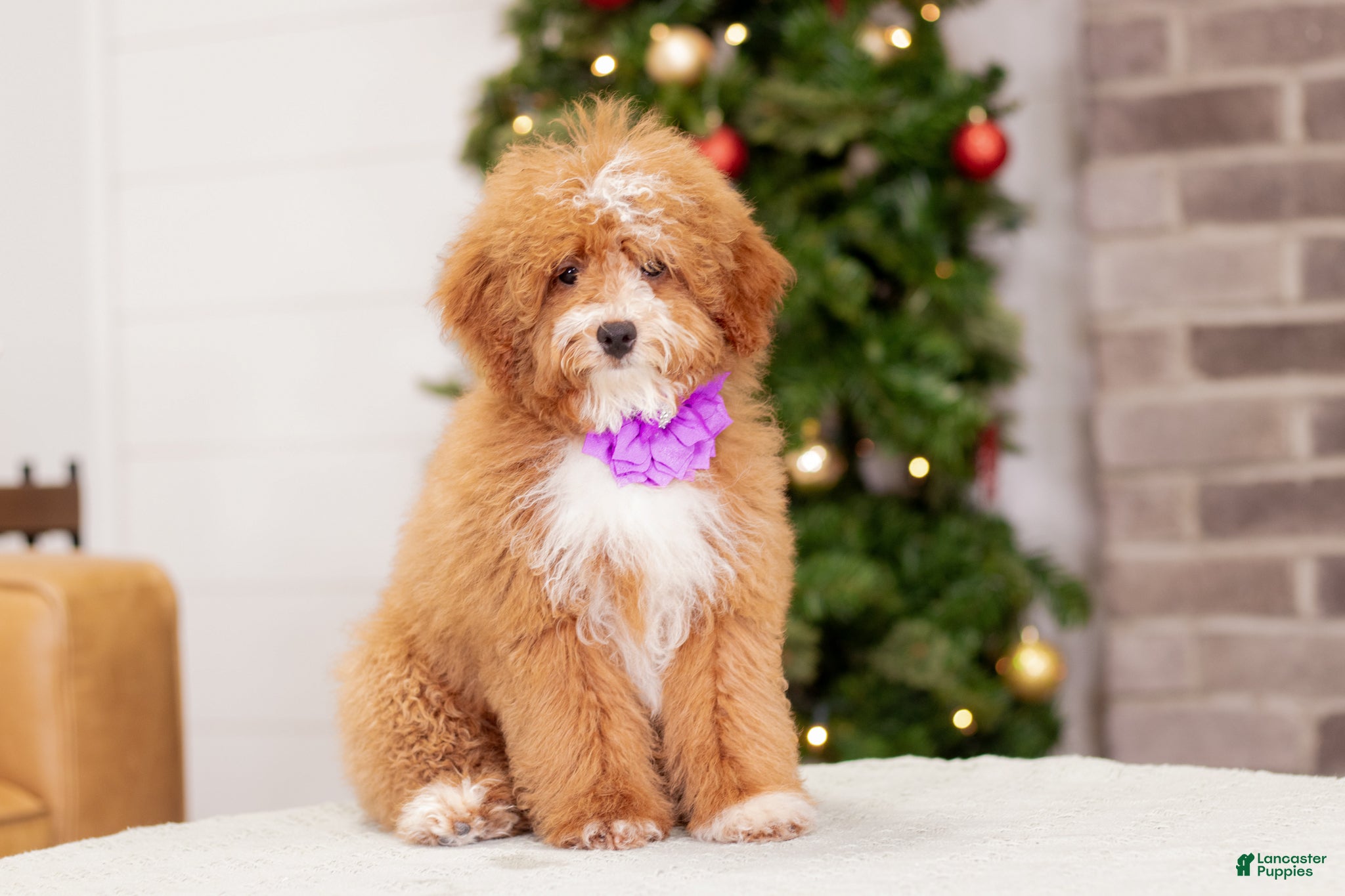 Miniature Poodle dogs Clara - Ad 28