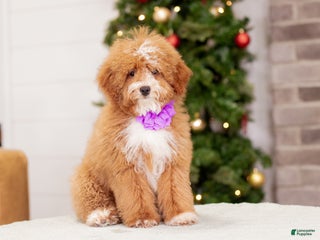 Miniature Poodle dogs Clara - Ad 28
