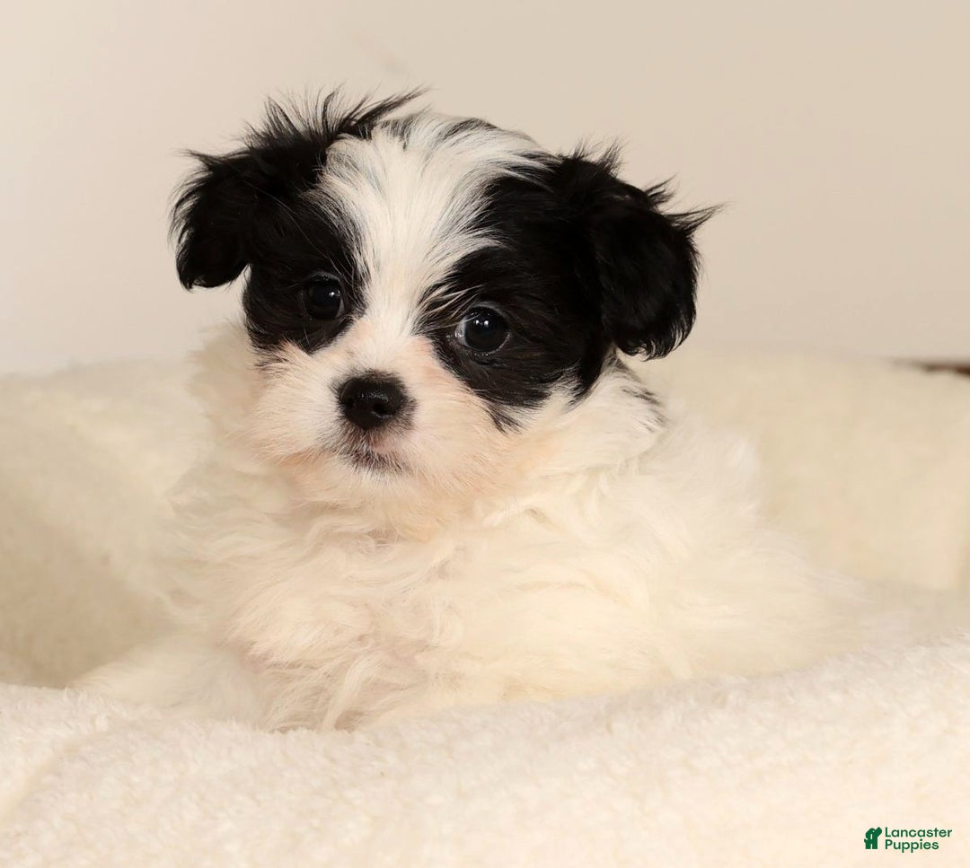 Malshi dogs for sale: Jasper - Ad 2