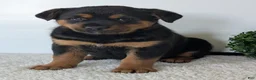 Mixed Breed dogs for sale: Marley - Ad 18
