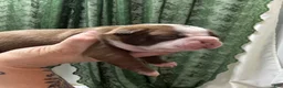 Boston Terrier dogs for sale: Boston Terrier Puppy 4 - Ad 2