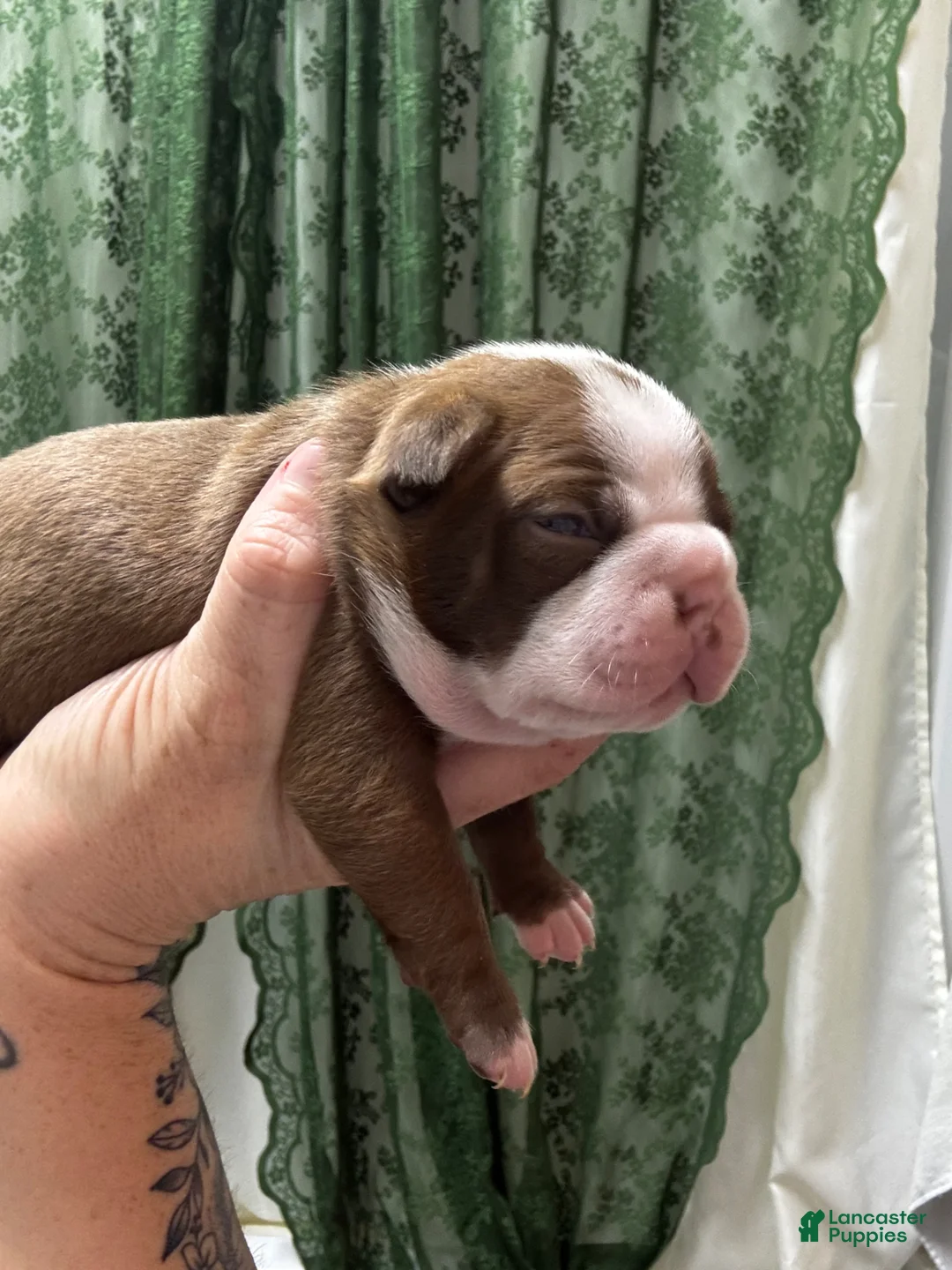 Boston Terrier dogs for sale: Boston Terrier Puppy 4 - Ad 2