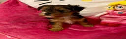 Yorkshire Terrier dogs for sale: Nico - Ad 1