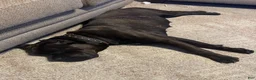 Cane Corso dogs for sale: Cane Corso 1 - Ad 2