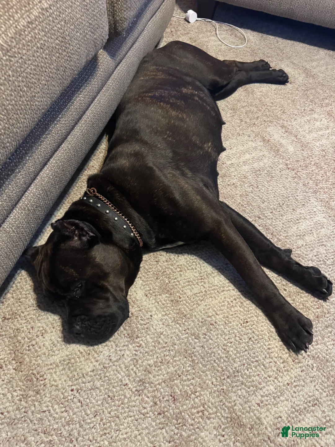 Cane Corso dogs for sale: Cane Corso 1 - Ad 2
