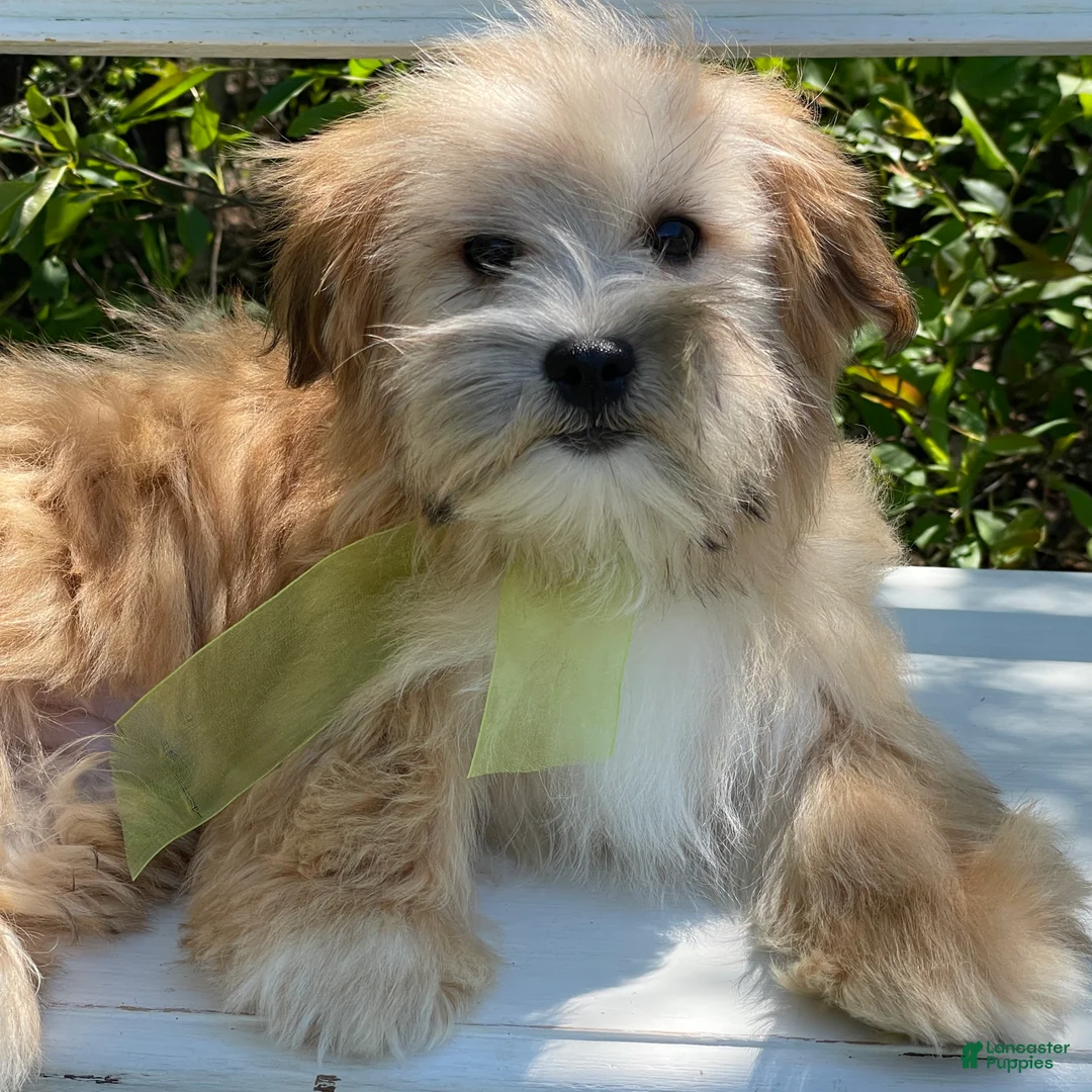 Morkie dogs for sale: Nacho - Ad 18