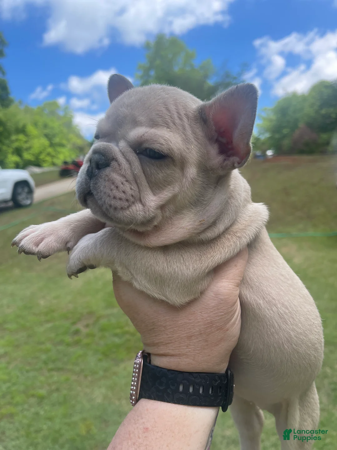 French Bulldog dogs for sale: French Bulldog Puppy 3 - Ad 2