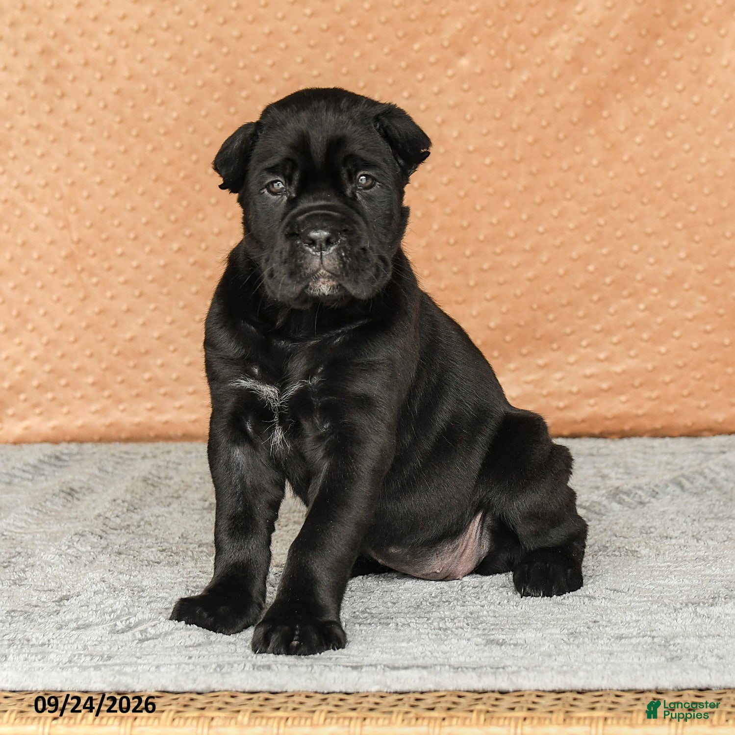 Cane Corso dogs Reign - Ad 2