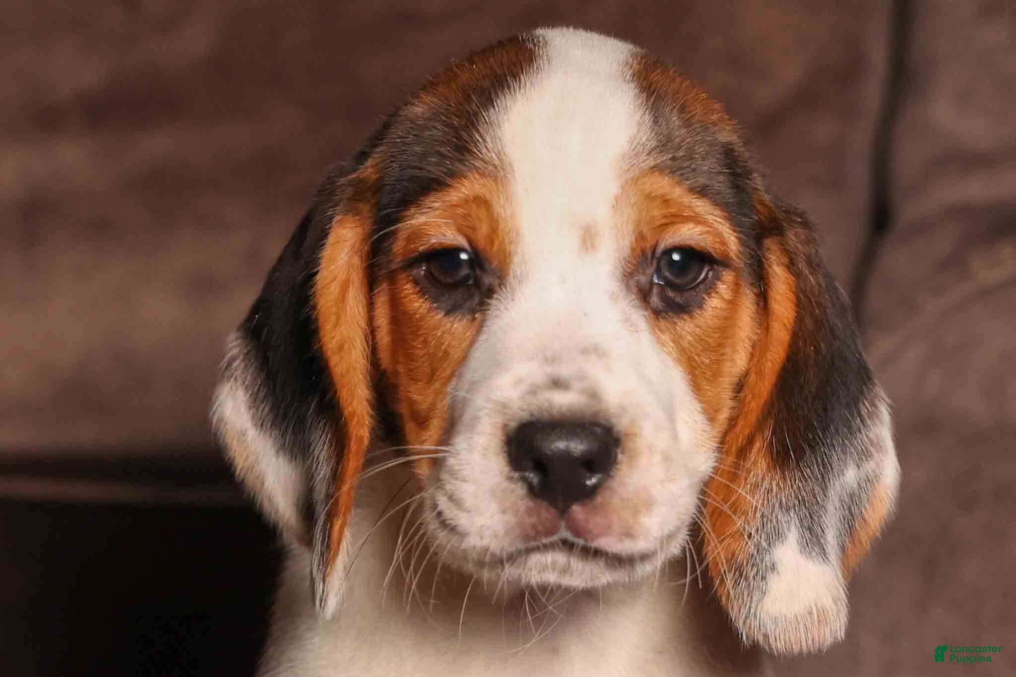 Beagle dogs  Dallas 🐾 - Ad 1