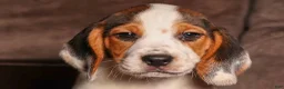 Beagle dogs for sale:  Dallas 🐾 - Ad 1