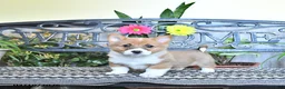 Welsh Corgi Pembroke dogs for sale: Sunny  - Ad 1