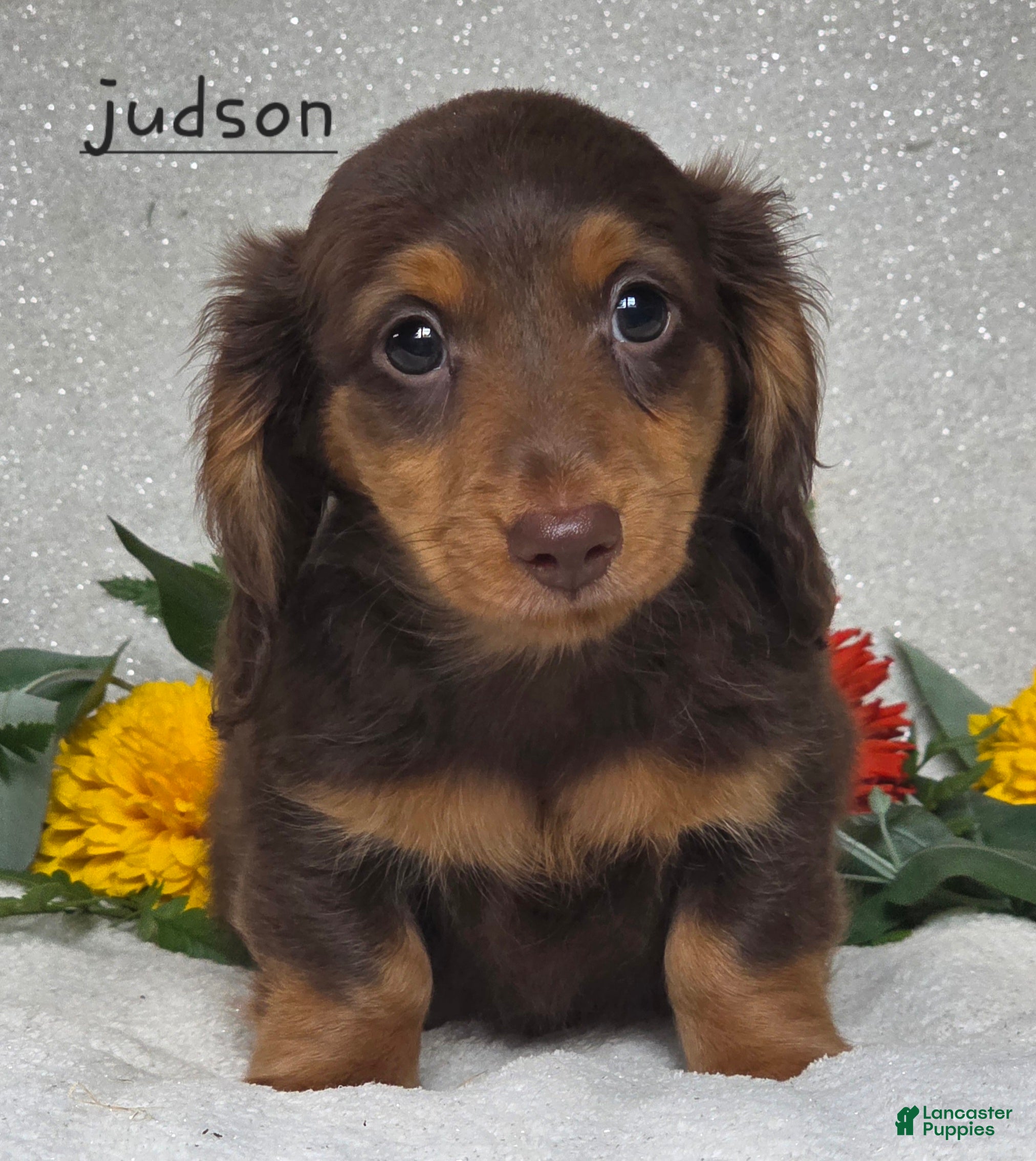 Miniature Dachshund dogs Judson - Ad 1