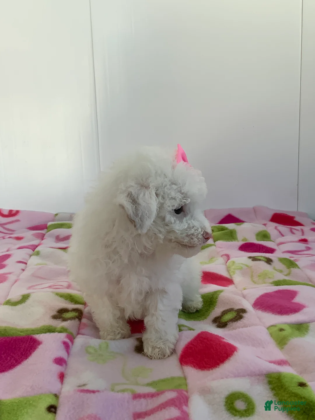 Toy Poodle dogs for sale: Shelly - Ad 5