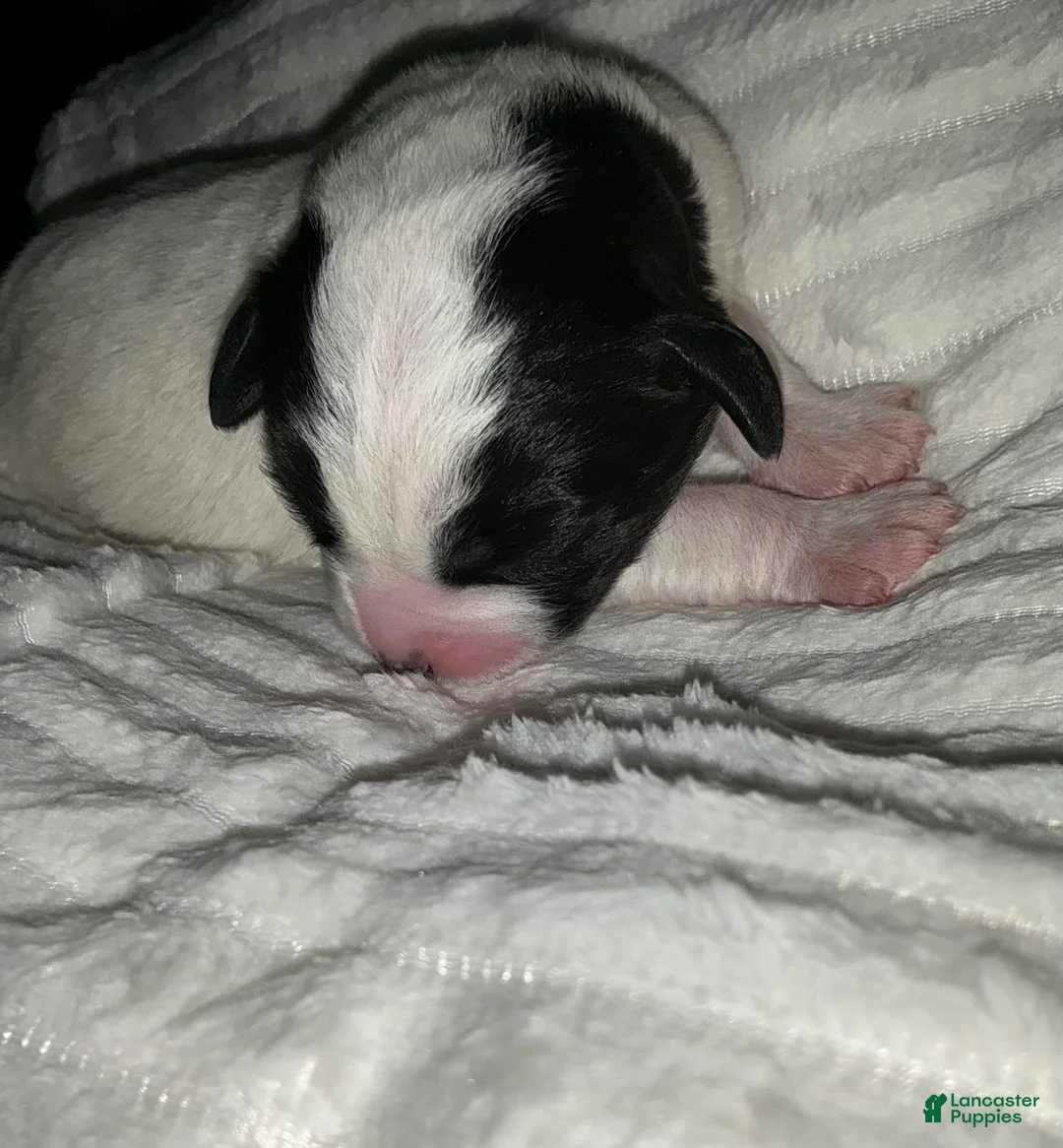 Bernedoodle dogs for sale: Panda - Ad 2