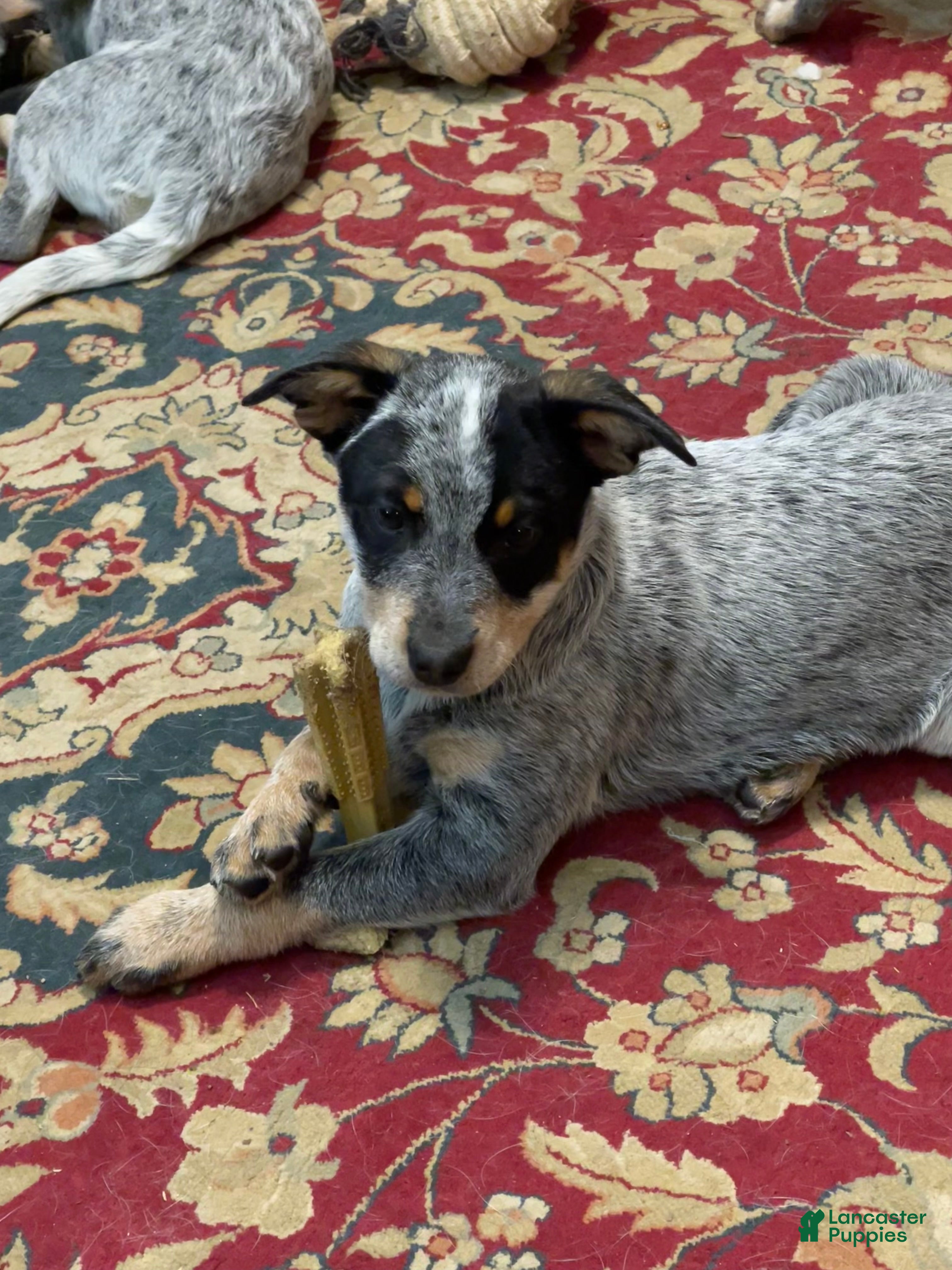 Australian Cattle Dog dogs Larry - Ad 2