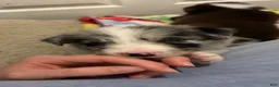 Border Collie dogs for sale: Jason Crabb - Ad 6