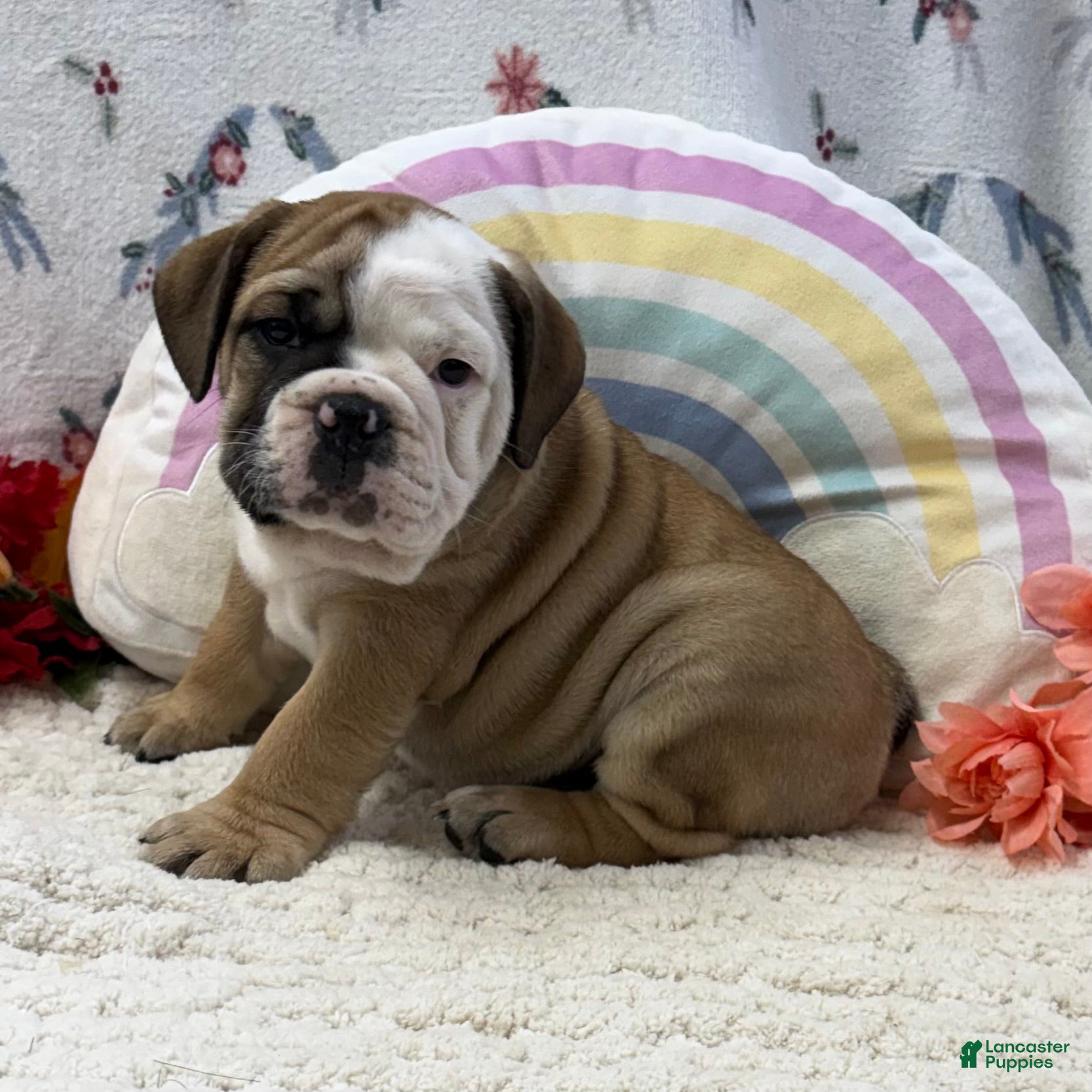 English Bulldog dogs Zachary - Ad 2